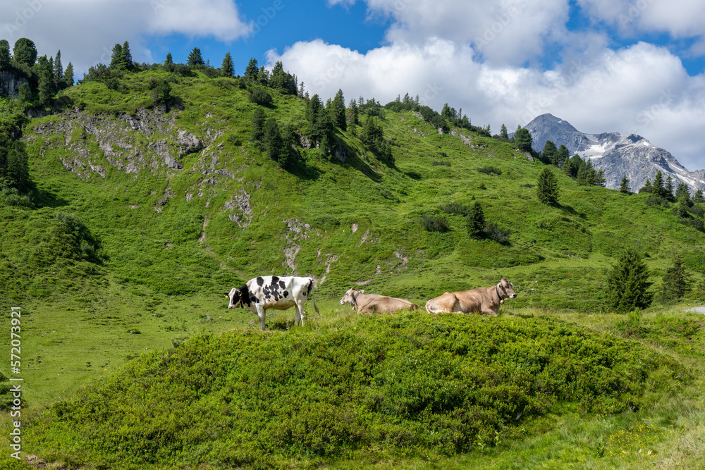 Cow Grazing, Arlberg Region. Hochtannberg, State of Voralberg, Austria