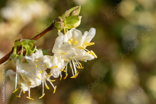 Close up of purpus honeysuckle (lonicera x purpusii) flowers in bloom photo