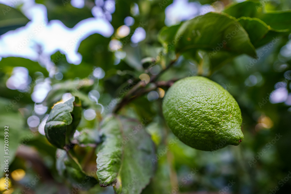 Ripe limes hang on a tree branch.