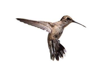 Anna's Hummingbird (Calypte anna) Photo, in Flight on a Transparent Background