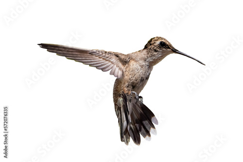 Anna's Hummingbird (Calypte anna) Photo, in Flight on a Transparent Background
