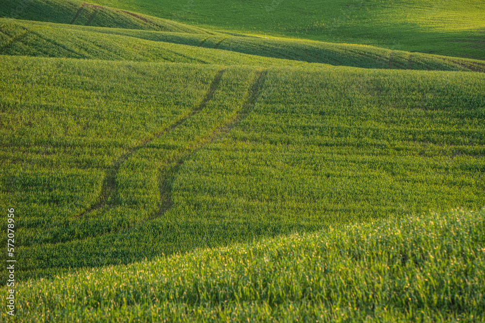 Rolling hills of wheat fields with texture