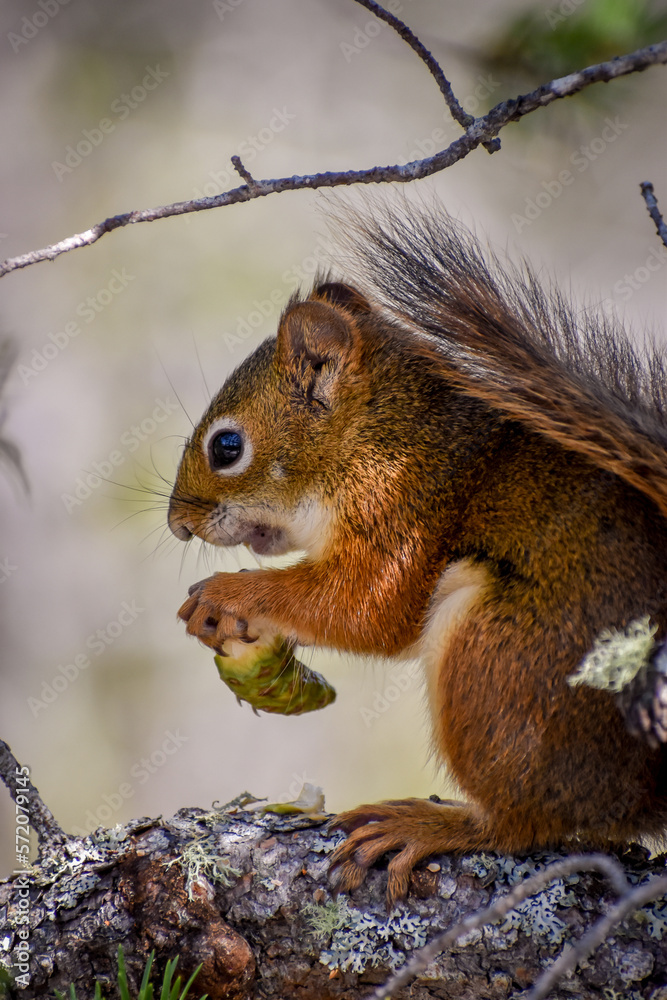 Fototapeta premium Red Squirrel eating a pinecone