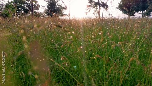 City meadow after the rain