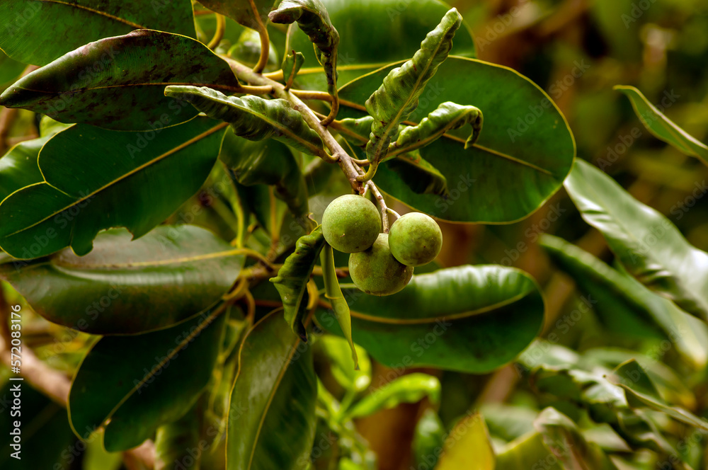 Nyamplung, Calophyllum inophyllum seeds and leaves, commonly called ...