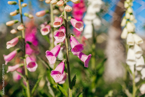 Close up of pink purple white foxglove flowers blooming in summer garden. Digitalis in blossom. Floral background photo
