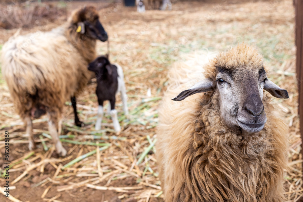Obraz premium Oveja en granja
