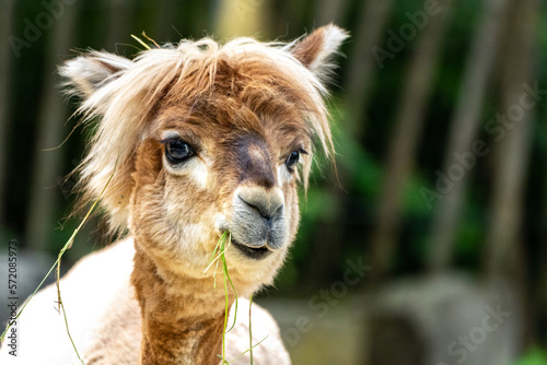 Süßes Alpaka mit blonder Frisur 