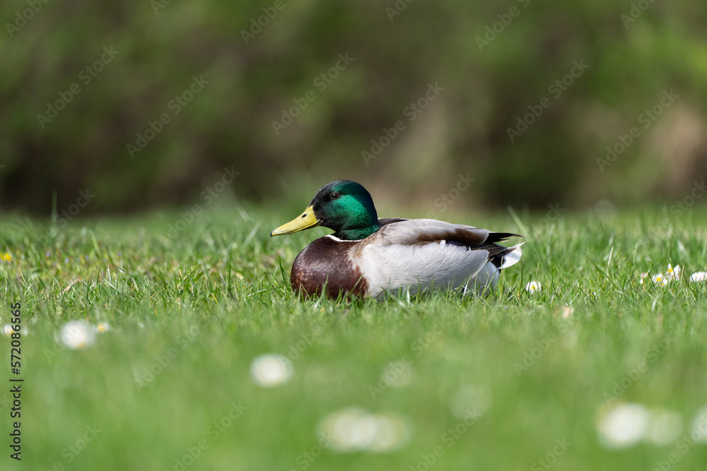 Ente auf der Wiese Ente auf der Wiese