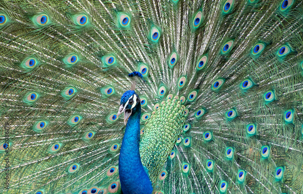 Obraz premium peacock with feathers
