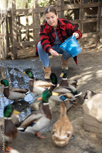 Young woman feeds domestic ducks on shore of man-made pond in the backyard of a farm