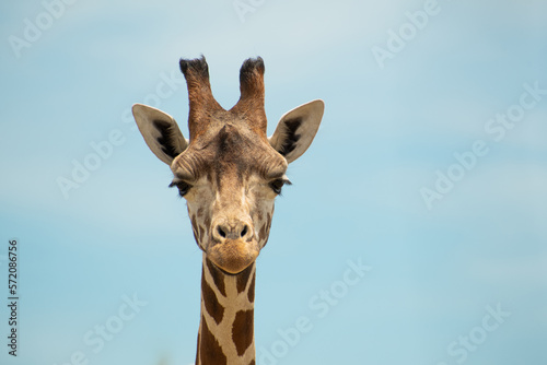 giraffe head shot © Alex