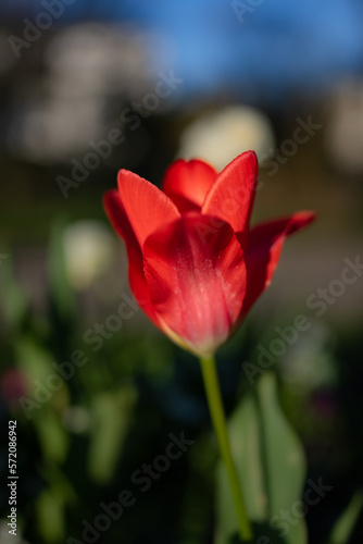 Rote Tulpe Nahaufnahme  © Brüsertiv