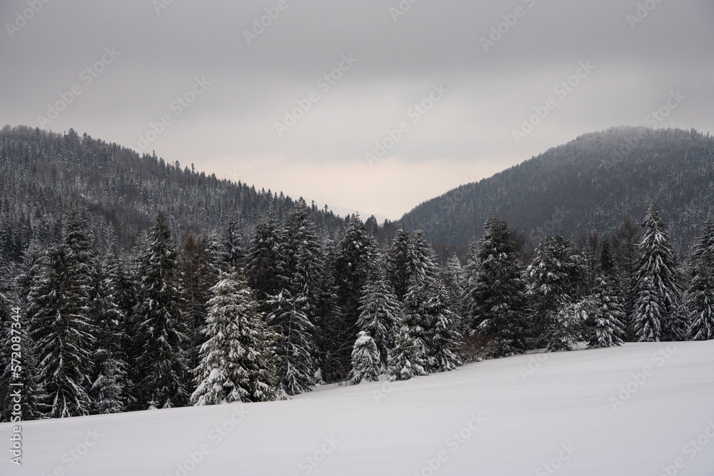 Winter forest, snowy trees, winter trees