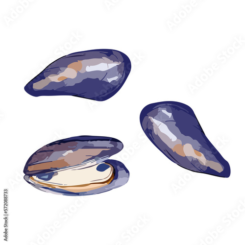 Set of Mussels. Hand drawn watercolor vector illustration isolated on white background