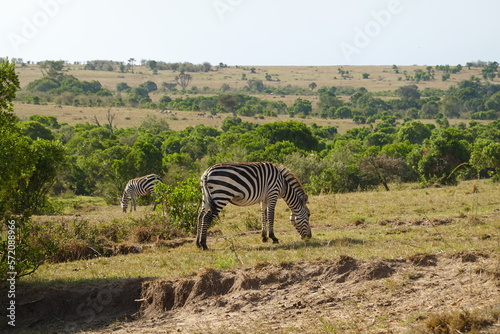 Kenya - Savannah - Zebra