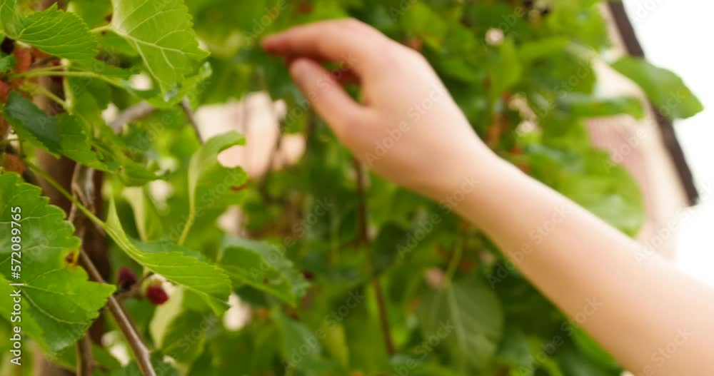 Woman picking morus black fruits from a morus plant tree in green garden - delicious bio organic fruits Woman picking morus black fruits from a morus plant tree in green garden - delicious bio organic fruits