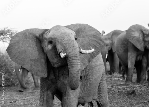Elefante Africano photo