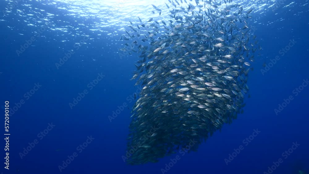 Seascape with schooling Mackerel fish in the coral reef of the Caribbean Sea Seascape with schooling Mackerel fish in the coral reef of the Caribbean Sea