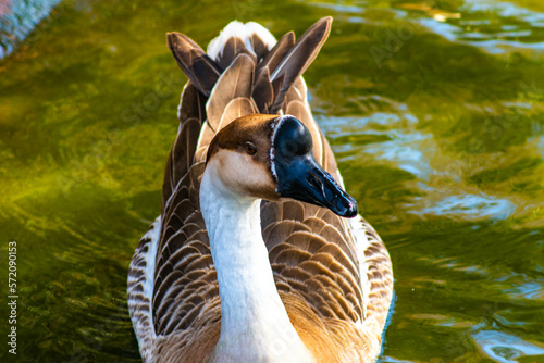 Chinese Goose swimming on a lake, Anser cygnoides front view photo