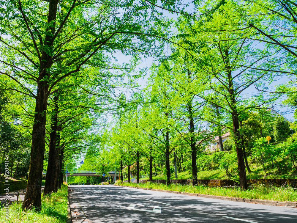 郊外の住宅地　新緑の生活道路