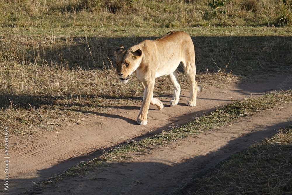 Naklejka premium Kenya - Savannah - Lion