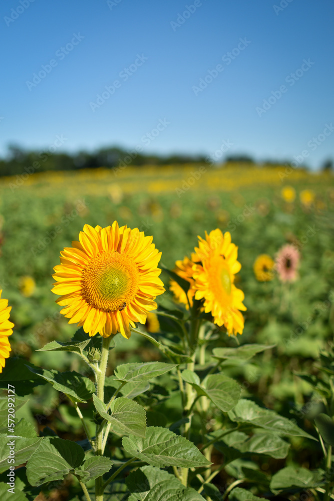 Obraz premium Honey bees pollinating sunflowers on a sunny morning