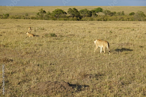 Kenya - Savannah - Lion