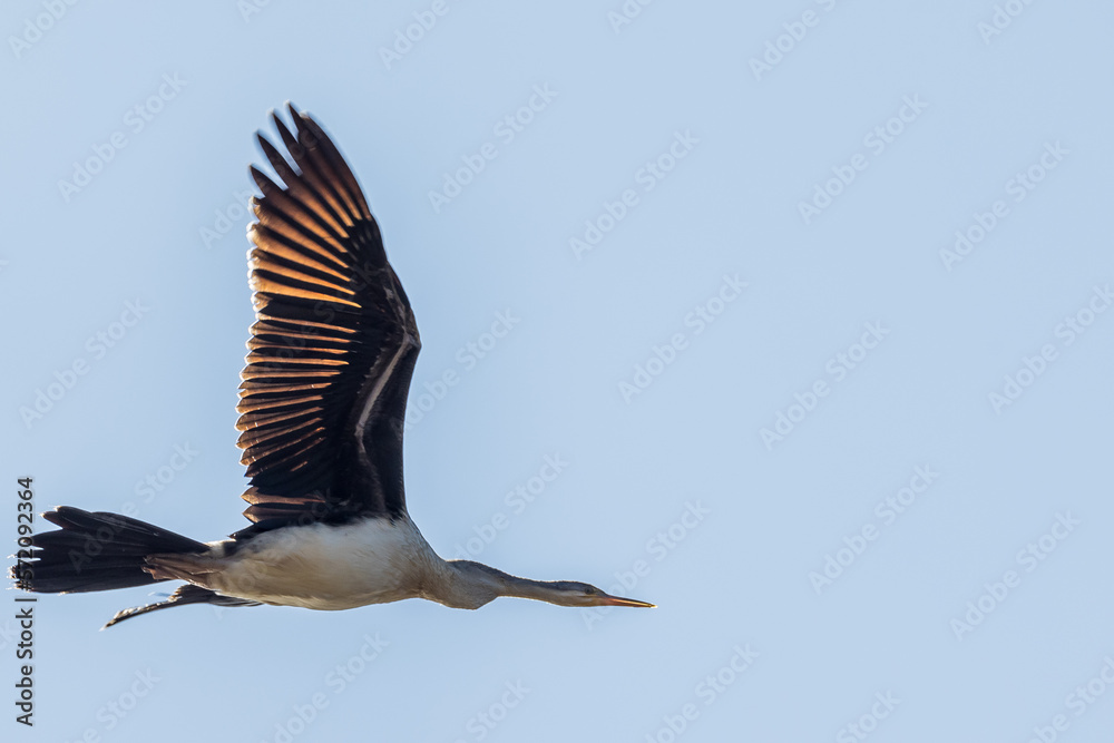Obraz premium Australian Darter in Victoria Australia