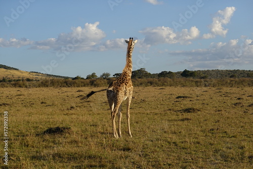 Kenya - Savannah - Giraffe