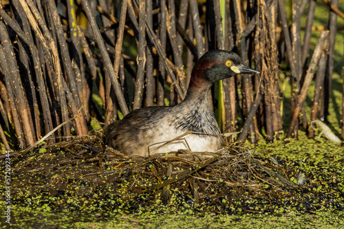 Australian Grebe in Victoria Australia photo