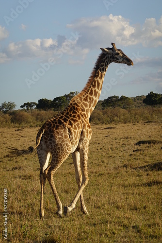 Kenya - Savannah - Giraffe