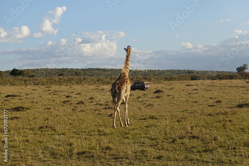 Fototapeta Naklejka Na Ścianę i Meble -  Kenya - Savannah - Giraffe