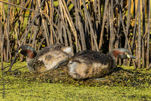 Australian Grebe in Victoria Australia photo