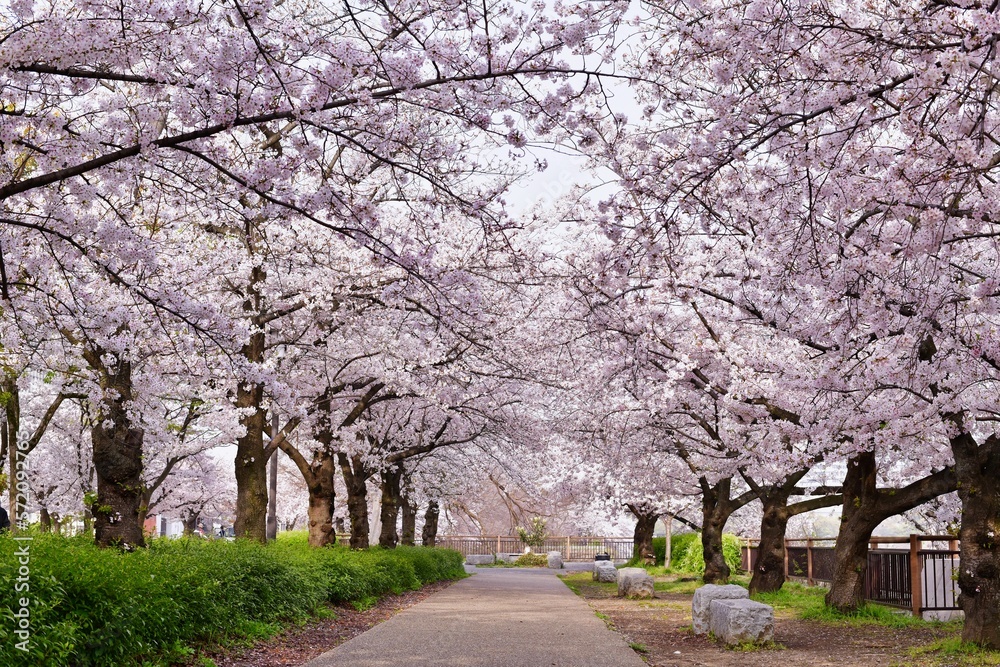 大阪城公園桜満開