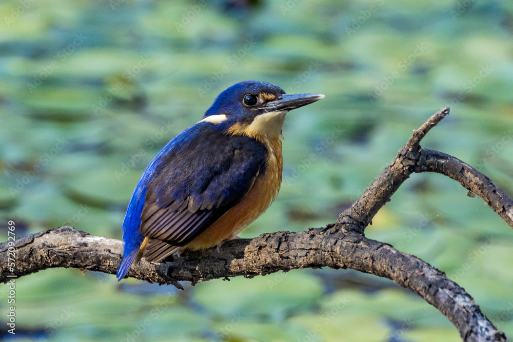 Fototapeta premium Azure Kingfisher in Victoria Australia