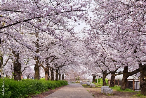 大阪城公園桜満開