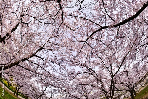 Naklejka 大阪城公園の桜