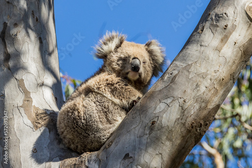 Koala Bear in Victoria Australia