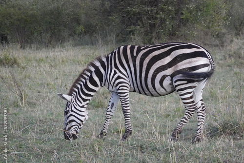 Kenya - Savannah - Zebra © Karen