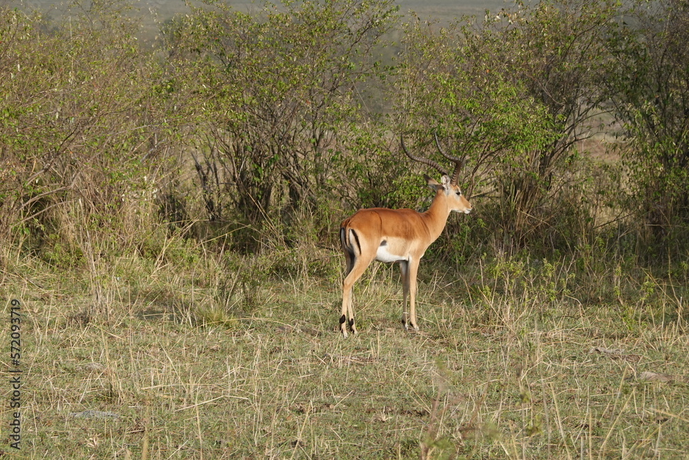 Naklejka premium Kenya - Savannah - Zebra