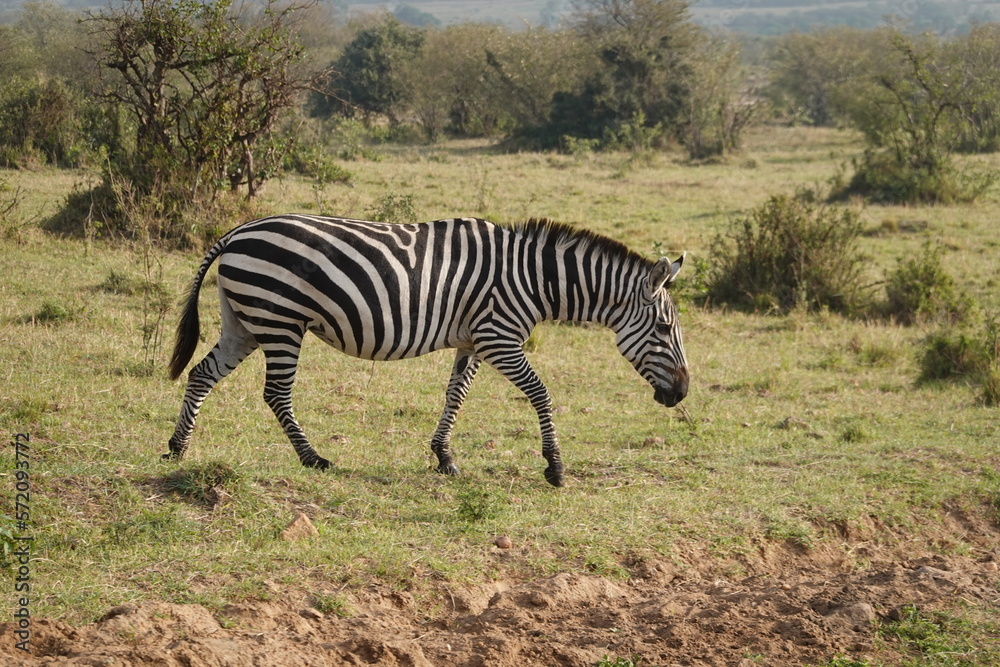 Obraz premium Kenya - Savannah - Zebra