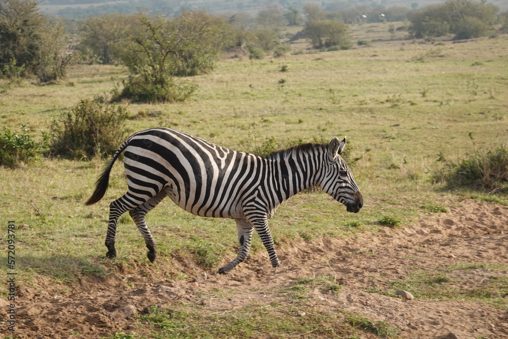 Obraz premium Kenya - Savannah - Zebra