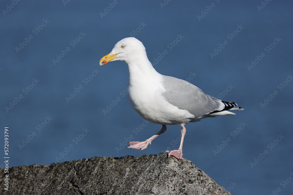 European herring gull (Larus argentatus) sitting on the rock European herring gull (Larus argentatus) sitting on the rock