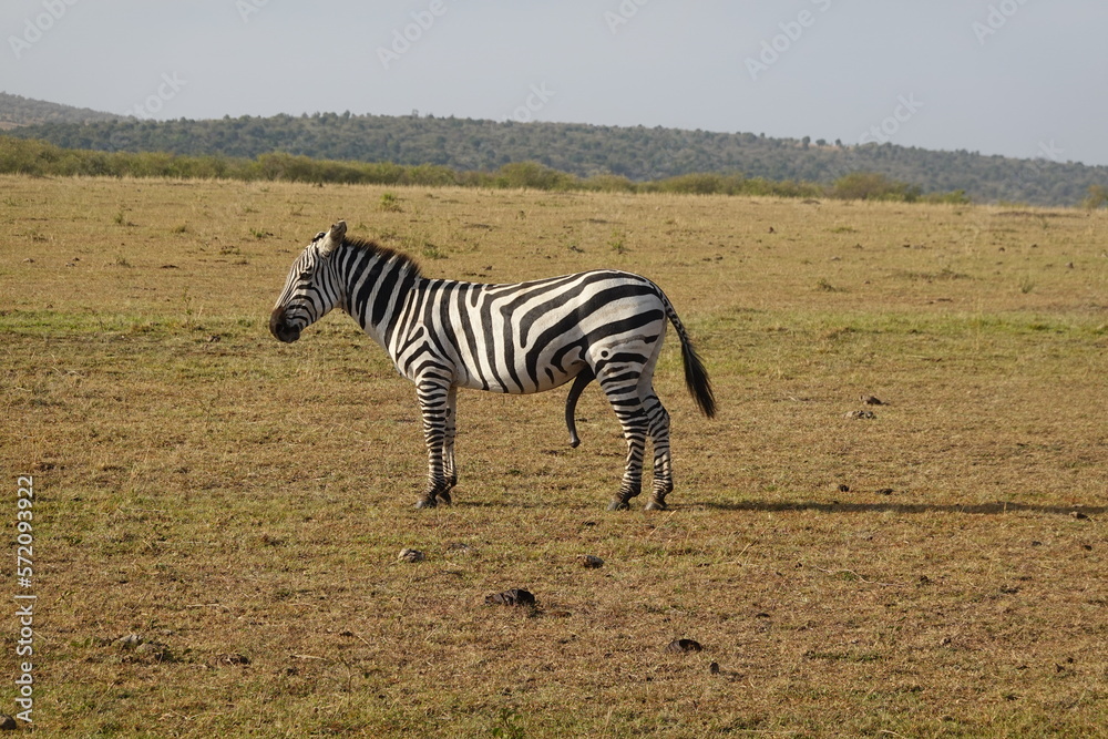 Naklejka premium Kenya - Savannah - Zebra