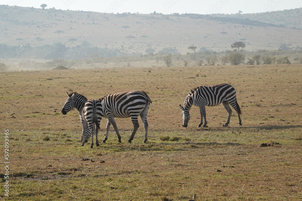 Obraz premium Kenya - Savannah - Zebra