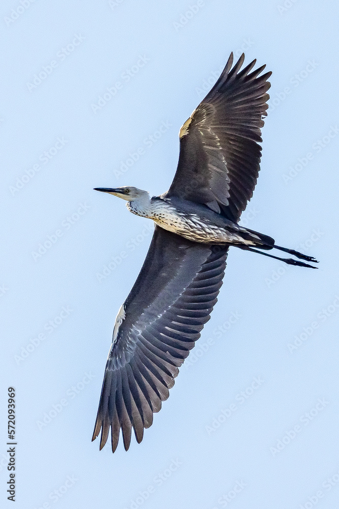 Obraz premium White-necked Heron in Victoria Australia