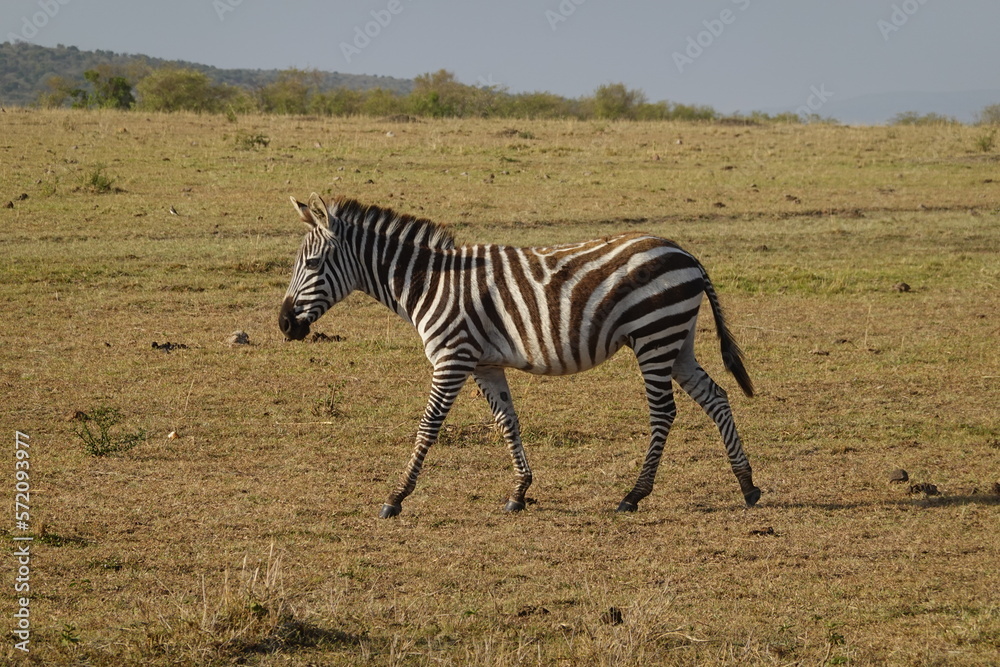 Fototapeta premium Kenya - Savannah - Zebra