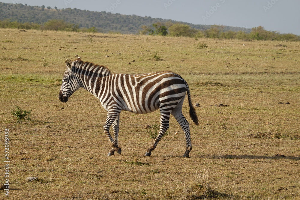 Fototapeta premium Kenya - Savannah - Zebra