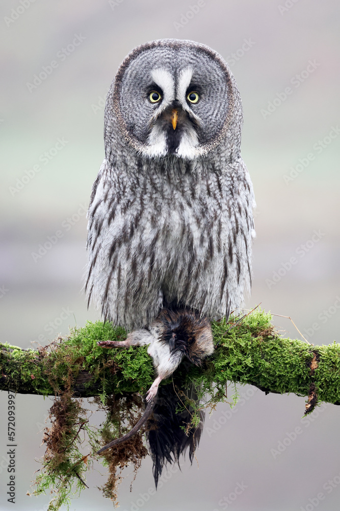 closeup of Great gray owl (Strix nebulosa) in wild closeup of Great gray owl (Strix nebulosa) in wild